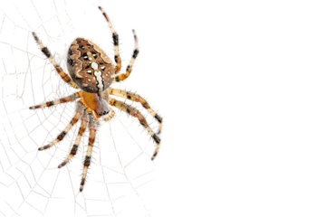 Spider Resting on Web Isolated on White Background