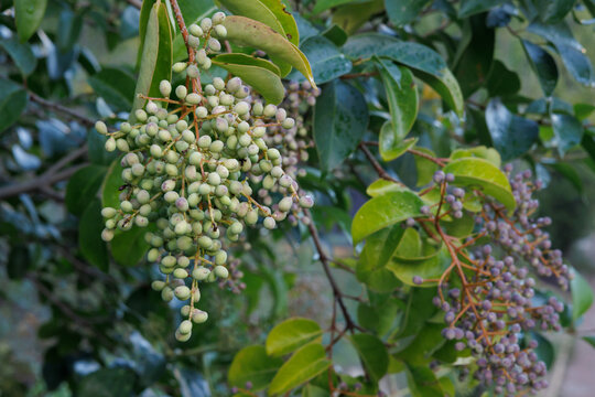 Fruto t&oacute;xico del arbusto Aligustre Ligustrum vulgare utilizado en jardineria de los parques urbanos, Alcoy, Espa&ntilde;a