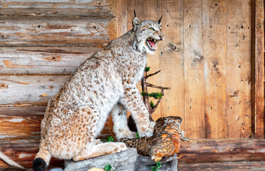 Stuffed lynx with a partridge in its paws on the porch of a wooden house