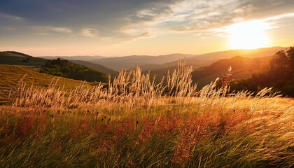 beautiful natural panoramic countryside landscape blooming wild high grass in nature at sunset warm summer pastoral scenery selective focusing on foreground