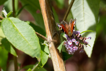 European peacock butterfly (Aglais io) perched on summer lilac in Zurich, Switzerland