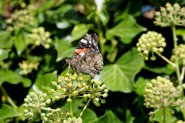 Red admiral butterfly (Vanessa Atalanta) perched on hedge (hedera helix) in Zurich, Switzerland