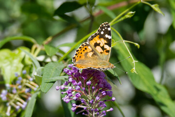Painted Lady (Vanessa cardui) butterfly perched on summer lilac in Zurich, Switzerland