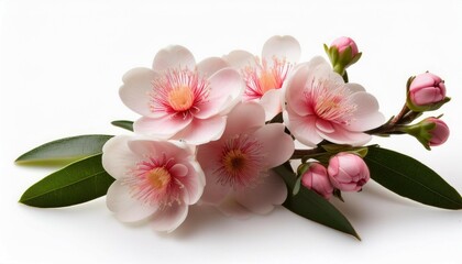 manuka flowers isolated on white background