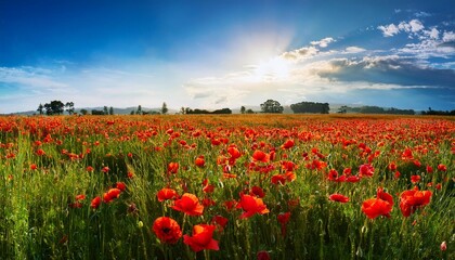 Fototapeta premium red poppy field