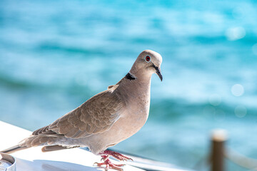 Close-Up of a Dove by the Sea View
