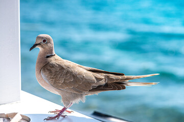 Obraz premium Close-Up of a Dove by the Sea View