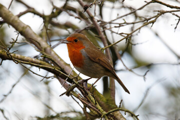 European Robin (Erithacus rubecula) singing in tree branches. Taken near Salisbury, England.