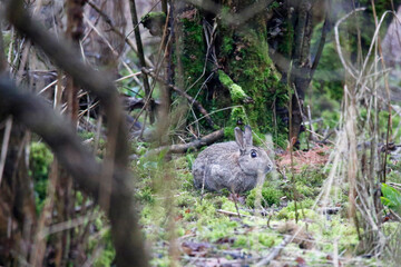 A European Rabbit (Oryctolagus cuniculus) in the mossy undergrowth of a woodland. taken near Salisbury, England.