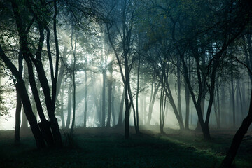 poranna mgła w lesie i promienie słońca  © meegi