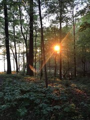 sunset in the forest