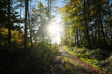 Obraz premium Mountainbiker auf Waldweg mit starkem Gegenlicht - Stockfoto