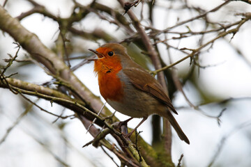 European Robin (Erithacus rubecula) singing in tree branches. Taken near Salisbury, England.