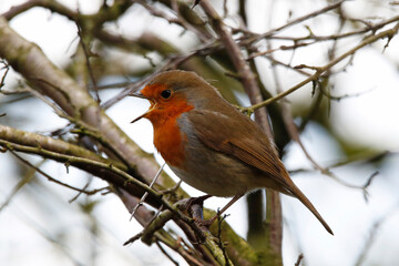 European Robin (Erithacus rubecula) singing in tree branches. Taken near Salisbury, England.