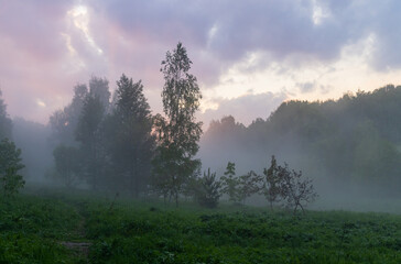 Misty dawn envelops a tranquil forest clearing, revealing silhouettes of trees under a pastel sky