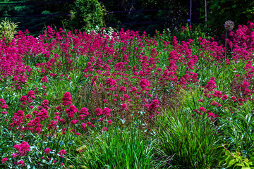 Purpure flowers of centranthus ruber. Also called red valerian, spur valerian, kiss-me-quick, fox's...