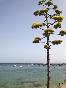 Scenic Cascais Landscape with Natural Agave Tree