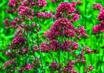 Purpure flowers of centranthus ruber. Also called red valerian, spur valerian, kiss-me-quick, fox's...