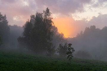 Fototapeta premium Misty dawn breaks through trees in a tranquil landscape, revealing a soft orange glow in the early morning sky