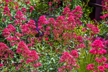 Purpure flowers of centranthus ruber. Also called red valerian, spur valerian, kiss-me-quick, fox's...