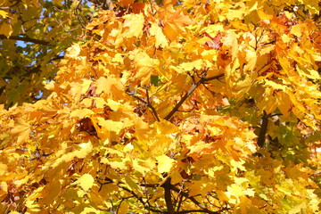 Yellow and red leaves on the branches. Maple leaves have turned yellow in anticipation of winter. Autumn leaf fall. The cool season has arrived
