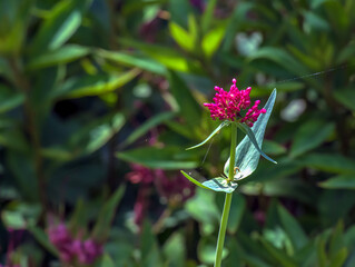 Purpure flowers of centranthus ruber. Also called red valerian, spur valerian, kiss-me-quick, fox's...