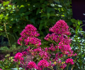 Purpure flowers of centranthus ruber. Also called red valerian, spur valerian, kiss-me-quick, fox's brush, devil's beard and Jupiter's beard.