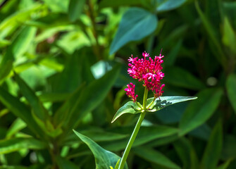 Purpure flowers of centranthus ruber. Also called red valerian, spur valerian, kiss-me-quick, fox's brush, devil's beard and Jupiter's beard.