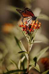 Butterfly on flower