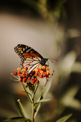 Butterfly on flower