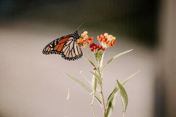 Butterfly on flower