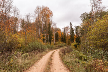 A two-track sandy country road passes through a picturesque autumn forest with trees and bushes of various species. Autumn landscape of the wild area on a cloudy day