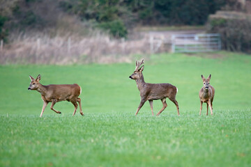 A Roe buck and two Roe deer (Capreolus capreolus). Taken near Salisbury, England.