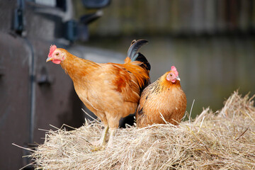Two chickens in straw. Taken near Salisbury, England.