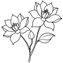 Obraz premium lily flower isolated on white background. and flower with leaf. 