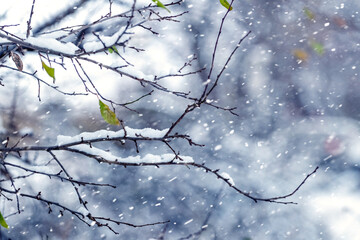 snowy tree branches in the park in winter during snowfall