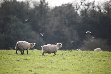 Obraz premium Hampshire Down ewes. Taken near Cholderton, Hampshire, England.