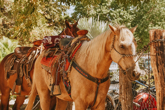 Caballos