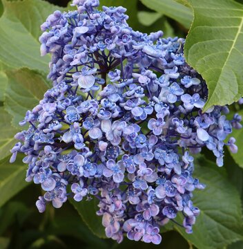 Hydrangeas macrophylla flowers in the garden