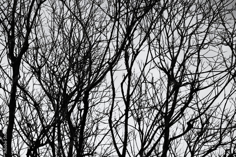 Aufkleber a black tree trunk without leaves against a neutral background, perfect for use in minimalist design