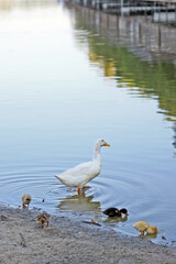 ducks in the lake. White duck in the water with ducklings