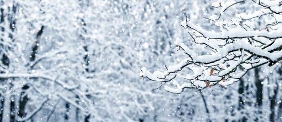 it is snowing in the forest, a tree branch covered with a thick layer against the background of...