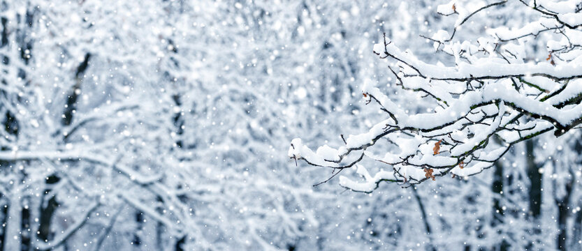 it is snowing in the forest, a tree branch covered with a thick layer against the background of snow-covered trees during snowfall
