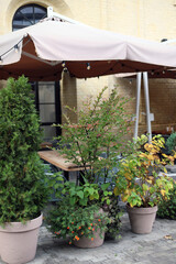 restaurant in the city. Plants on the open terrace near the restaurant