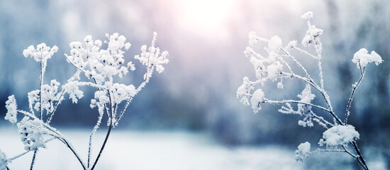 winter forest, snow-covered dry plants in the forest on a meadow during sunrise on a frosty morning