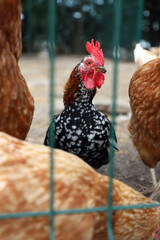 chicken, rooster on the farm
