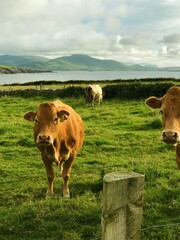 Cow on Irish Countryside
