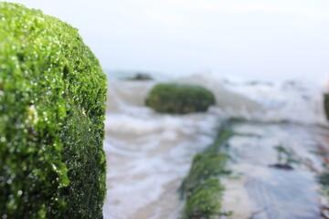 green moss on the rocks