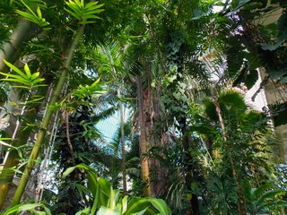Jungle in greenhouse
