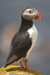 PUFFINS WONDERFUL BIRD